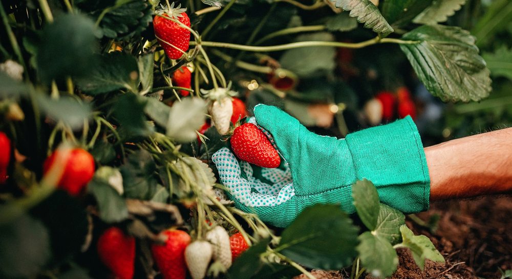 Man picking strawberries on farm