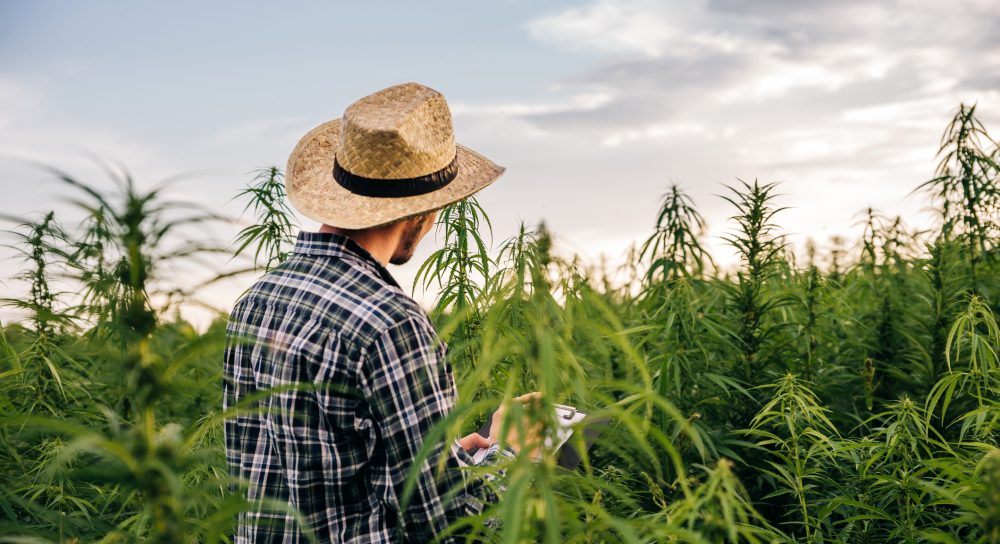 Cannabis Cultivation