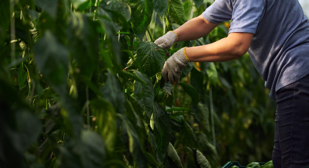 Greenhouse Farming