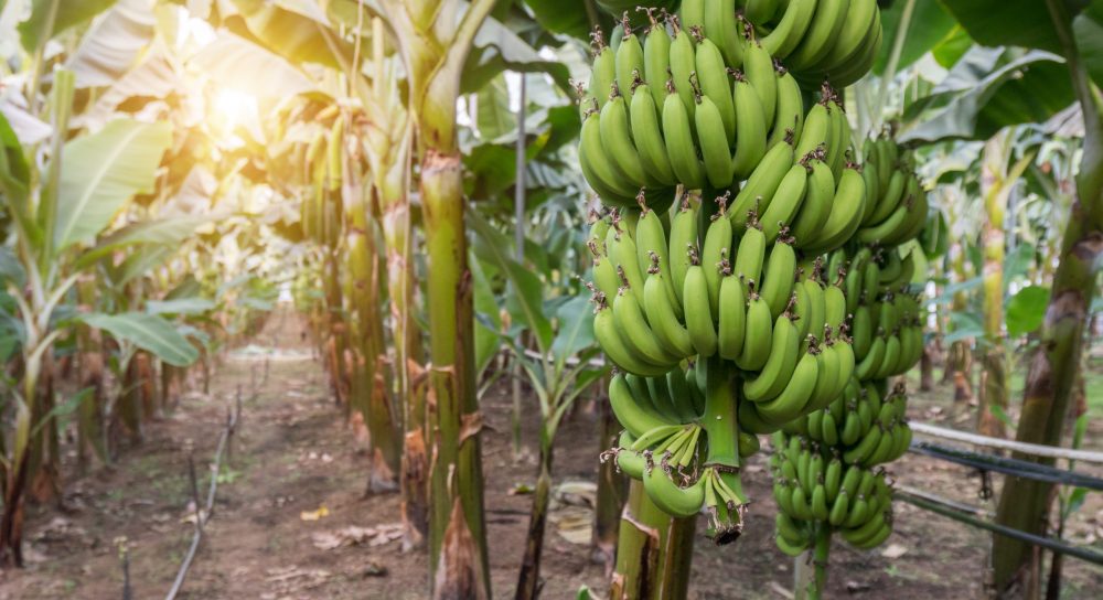 Banana Plantations