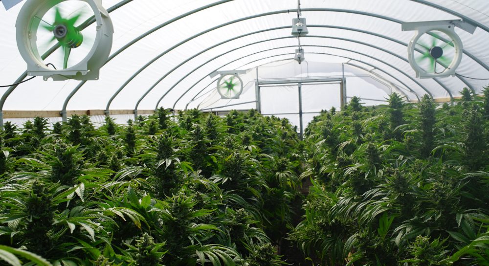 Large Legal Marijuana Farm Professional Commercial Grade Greenhouse Filled With Mature Budding Cannabis Indica Plants