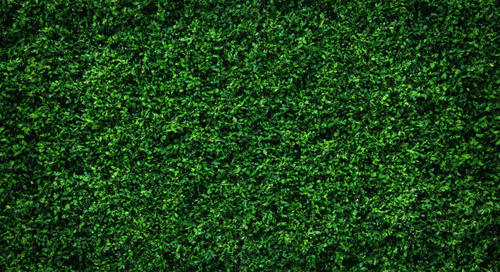 Backdrop of abstract green leaves natural wall.
